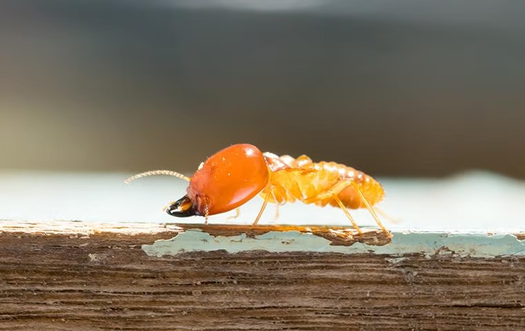 a termite on wood in cypress texas