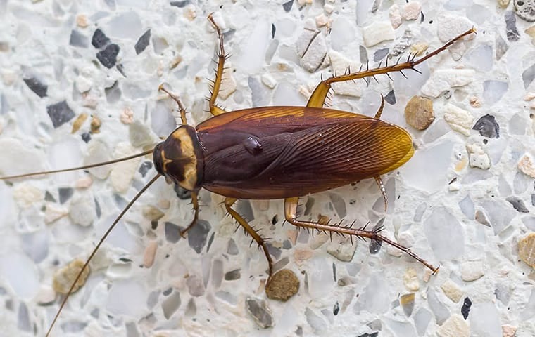 an american cockroach n cypress texas