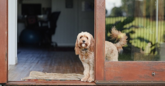dog at door