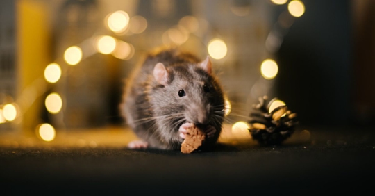 rodent in house during Christmas