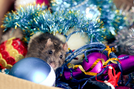 Mouse hiding in holiday decorations.