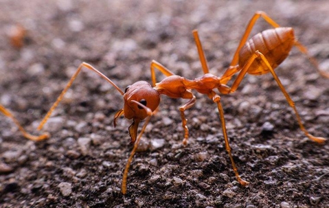 Fire ant on land