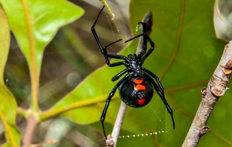 A black widow spinning it's web outdoor