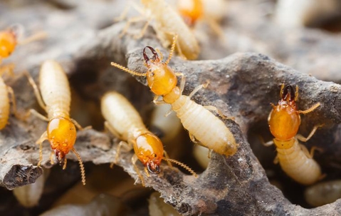 Termites in their nest