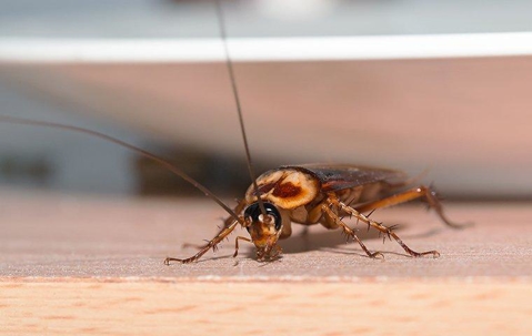 American cockroach crawling on kitchen counter