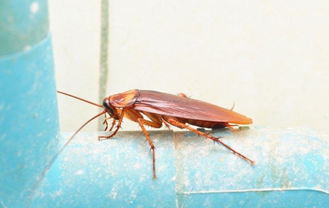 Cockroach in basement