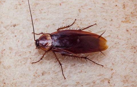 Close up look of an American cockroach