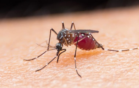 A mosquito drinking blood from a human skin
