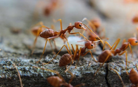 Red ants on land