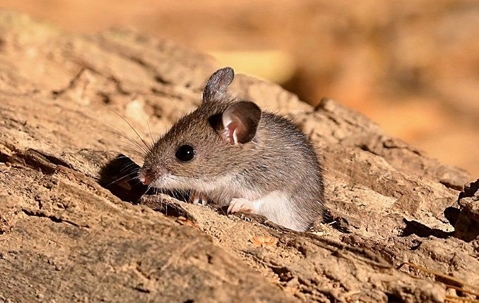 Deer mouse on wood pile