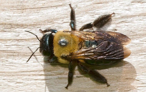 Carpenter bee on a piece of wood