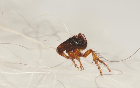 Close up look of a flea