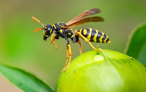 A yellowjacket standing a top of a fruit