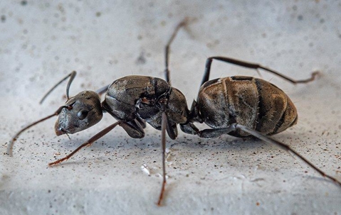 A carpenter ant