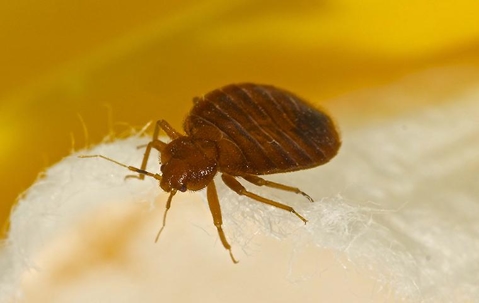Bed bug on a linen surface