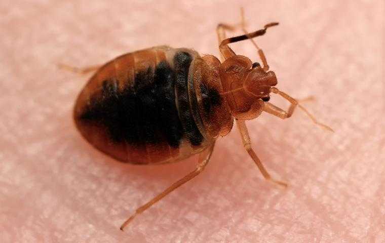 a bedbug in cypress texas