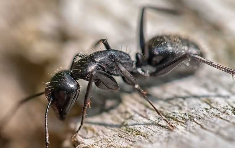 an ant in cypress texas