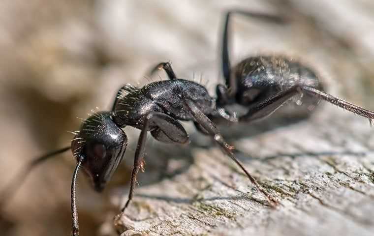 A carpenter ant