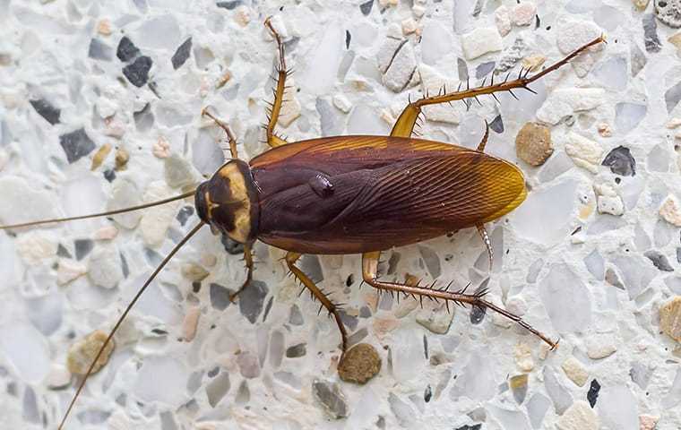 an american cockroach n cypress texas