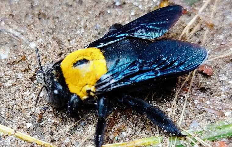 A carpenter bee