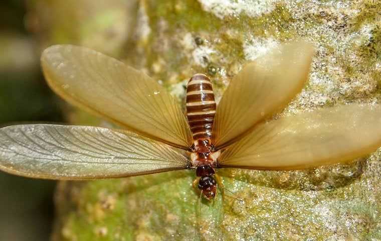 termite swarmer in home