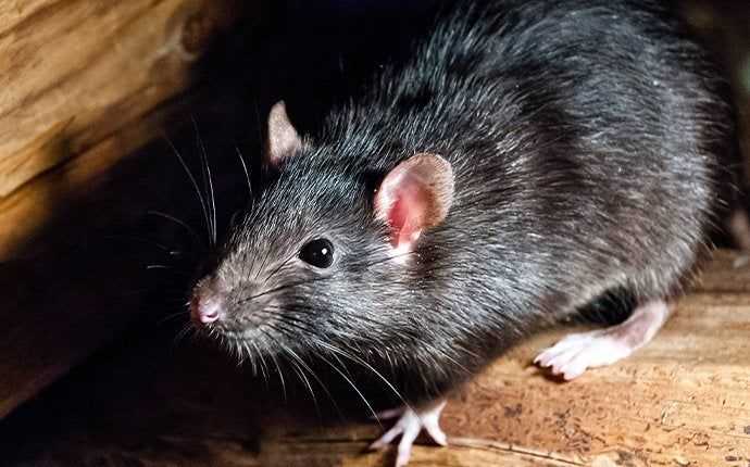 Roof rat in garage