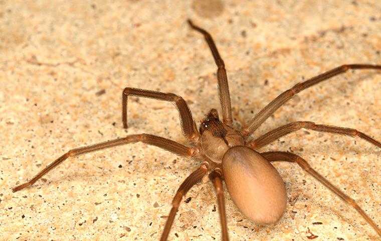 spider on the ground in cypress texas