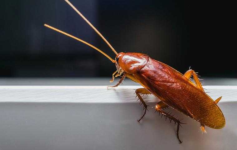 a cockroach in cypress texas