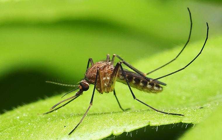 mosquito on a leaf in cypress texas