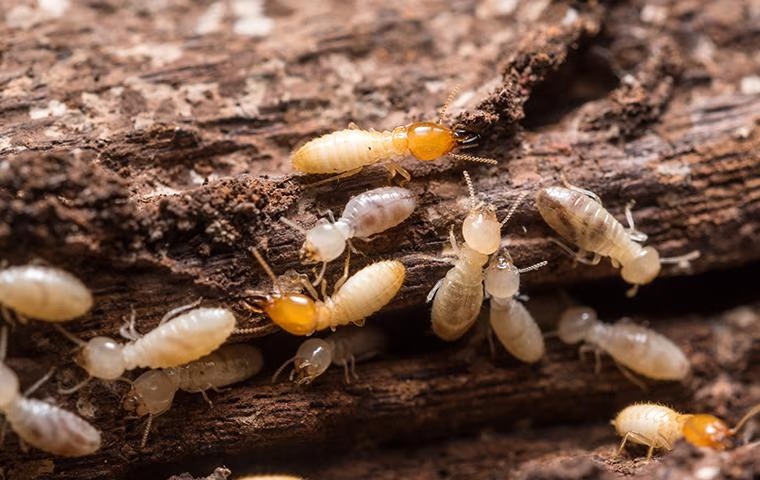 Termites
