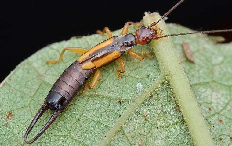 earwig on a leaf in cypress texas