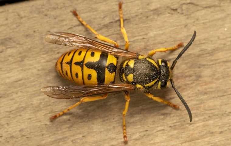 yellow jacket on wood in cypress texas