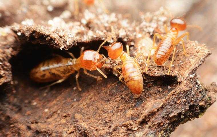 Termites on a mound