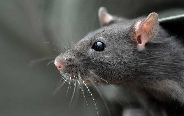 A close up look of a rat