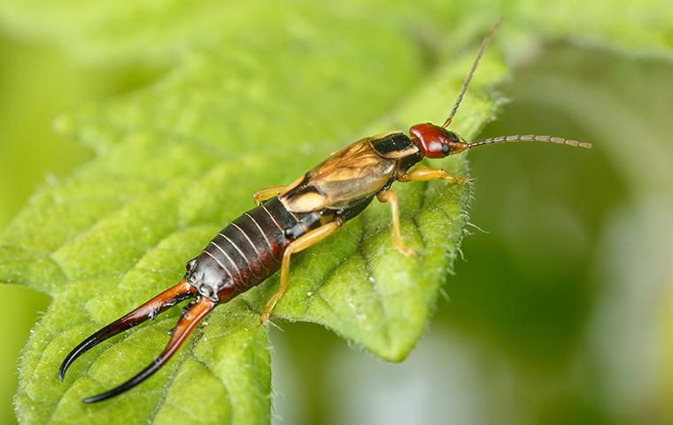 Earwig Crawling 