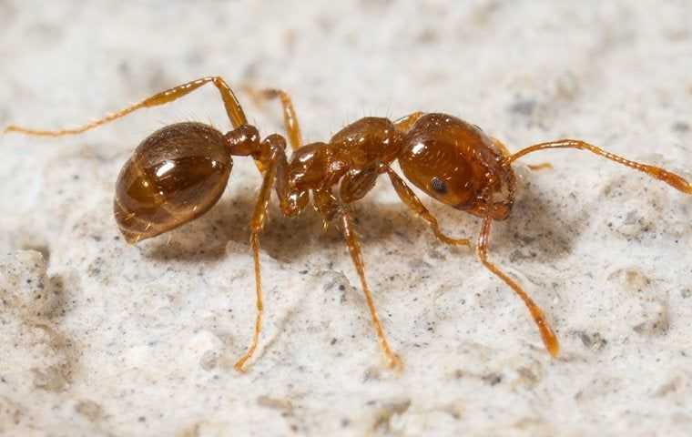 a fire ant in cypress texas