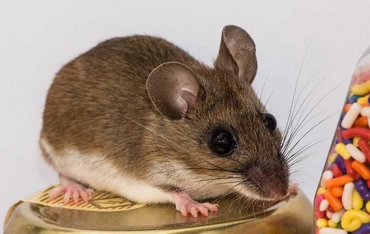 house mouse in pantry in cypress texas