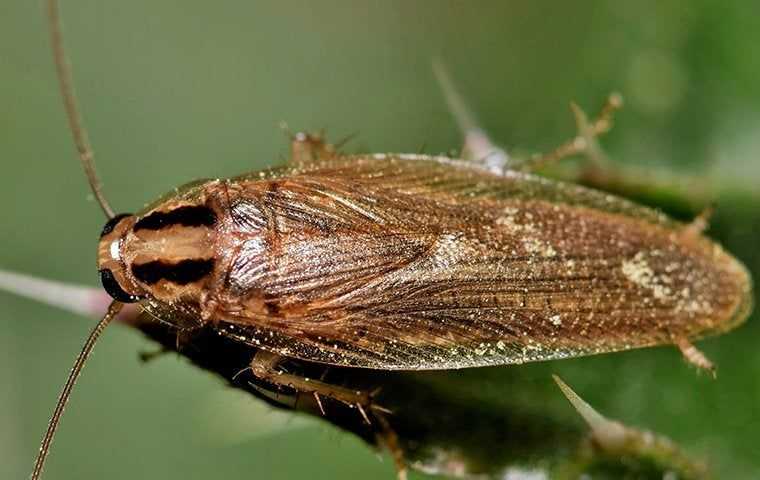 cockroach on a plant in cypress texas