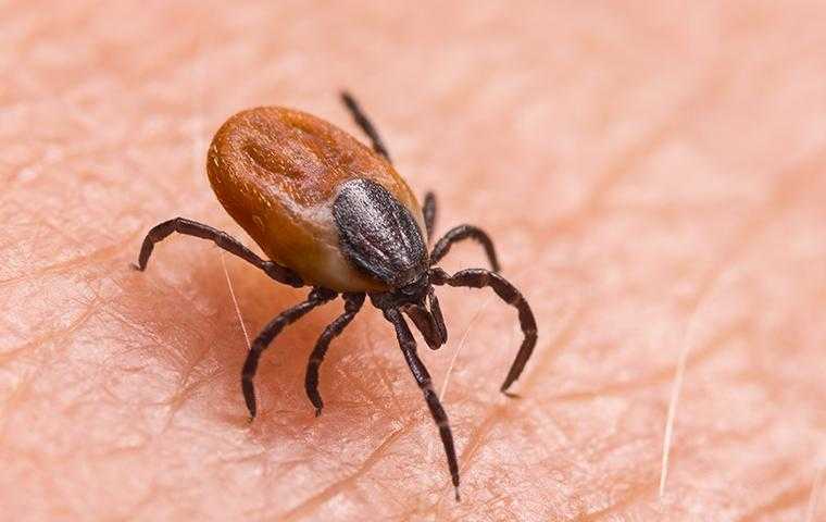 tick on skin in cypress texas