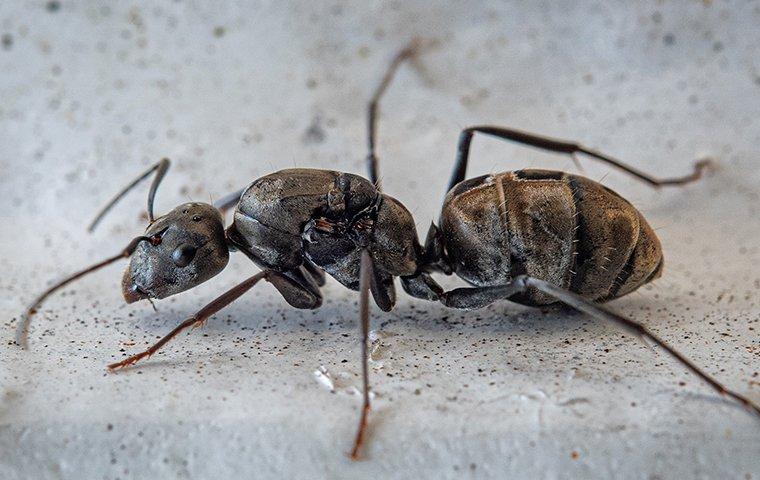 Carpenter Ants
