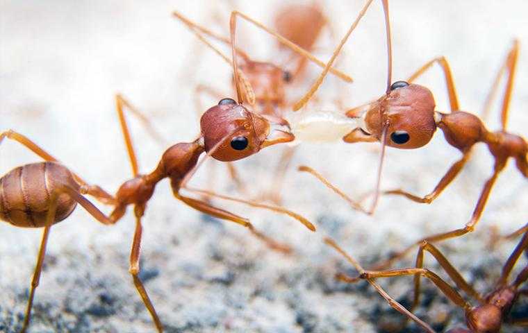 Ants crawling