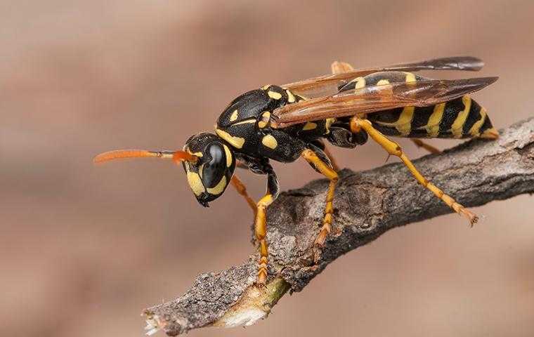 wasp on a branch in cypress texas