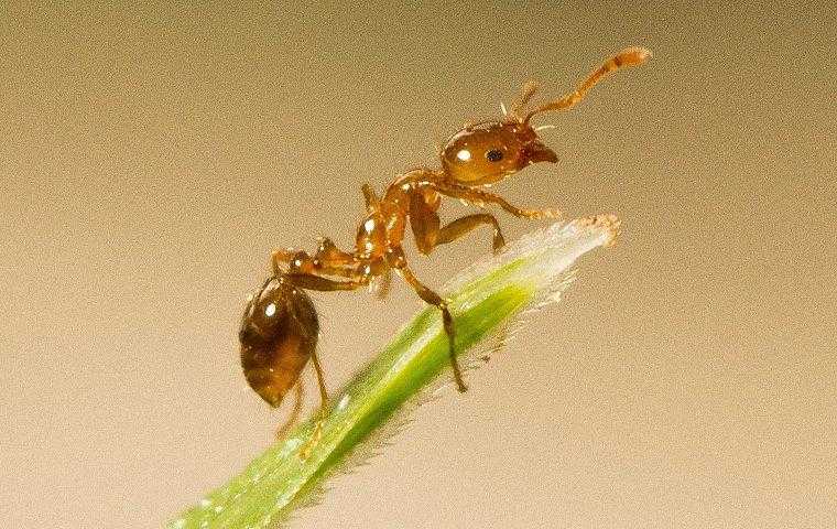 ant on blade of grass